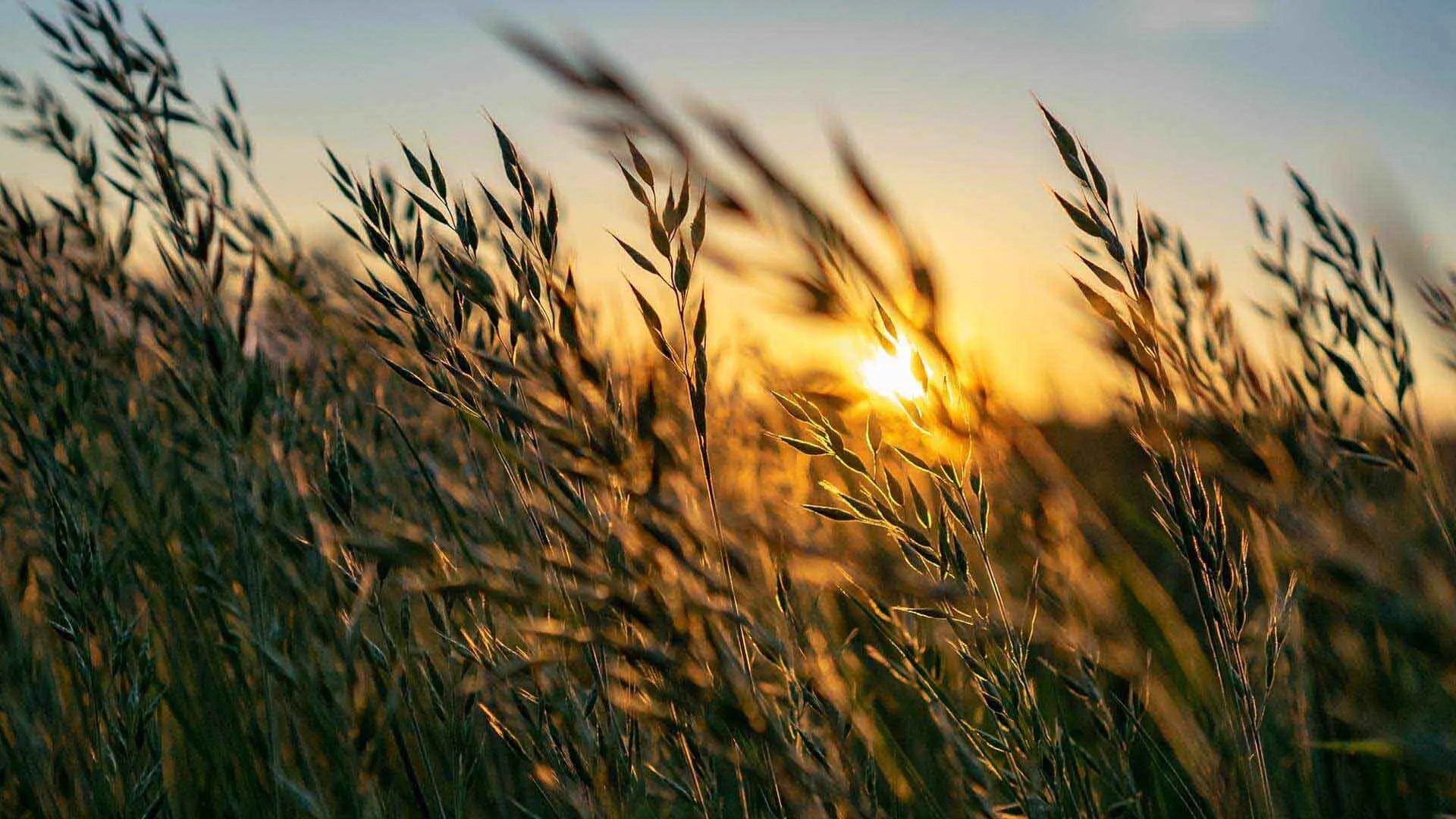 Golden wheat stalks swaying in the field at sunset with soft sunlight and blue sky.